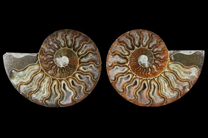 Sliced Ammonite Fossil - Crystal Pockets #125001